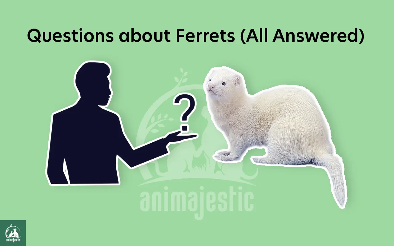 Questions about Ferrets