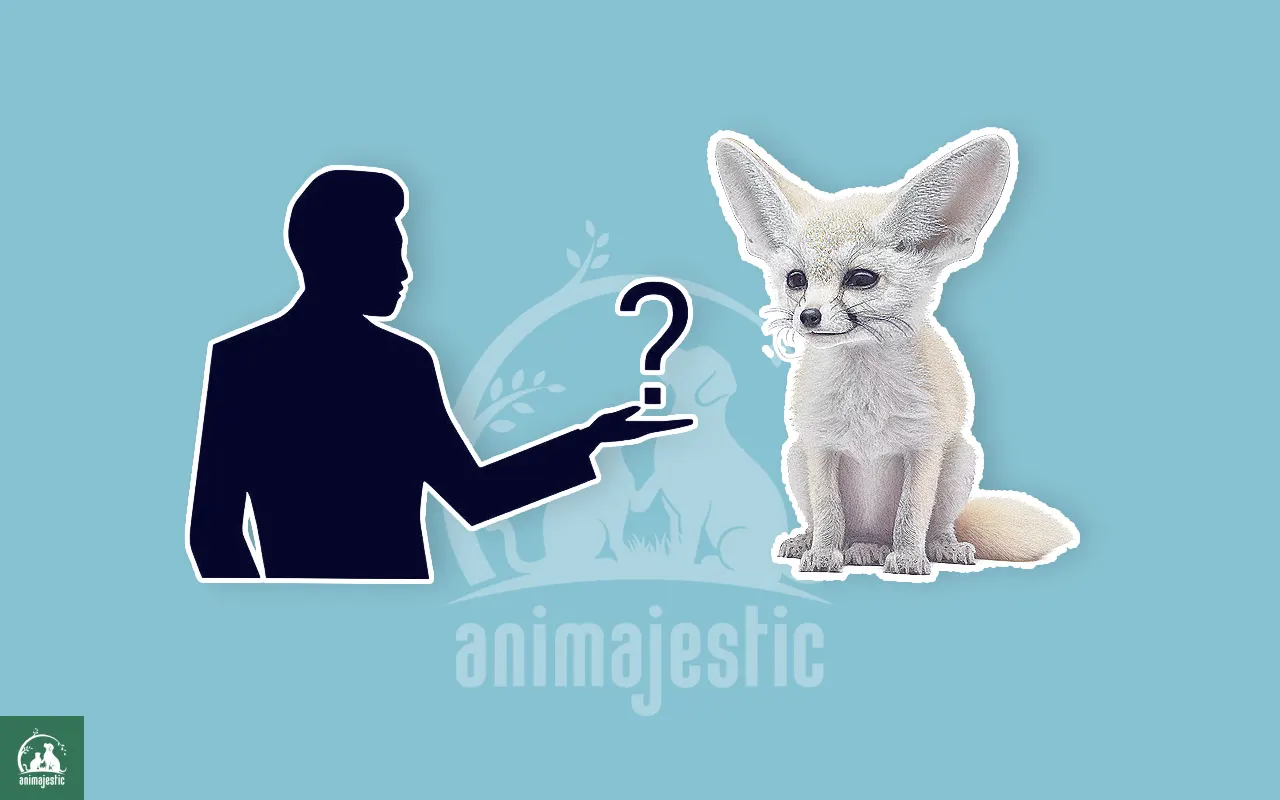 Questions about Fennec Foxes