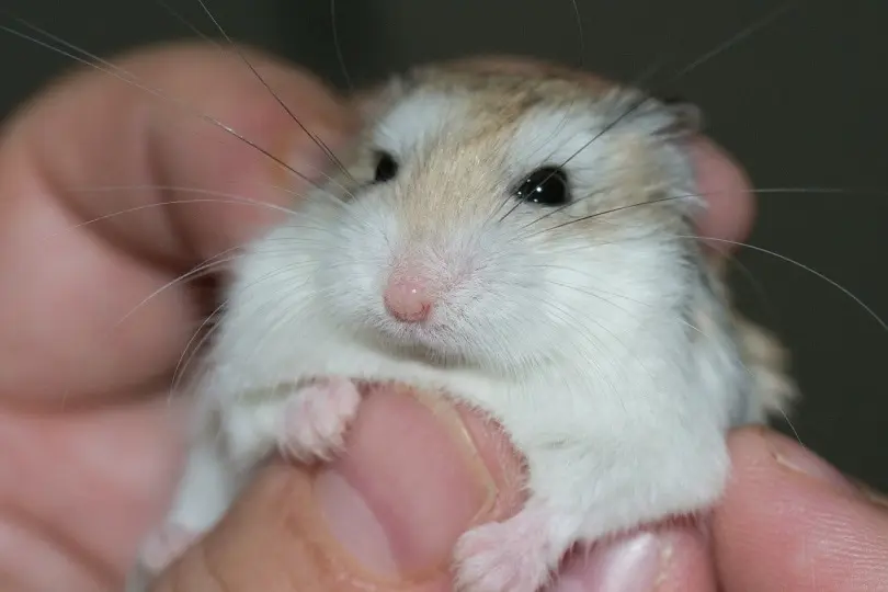 The Roborovski Dwarf Hamster