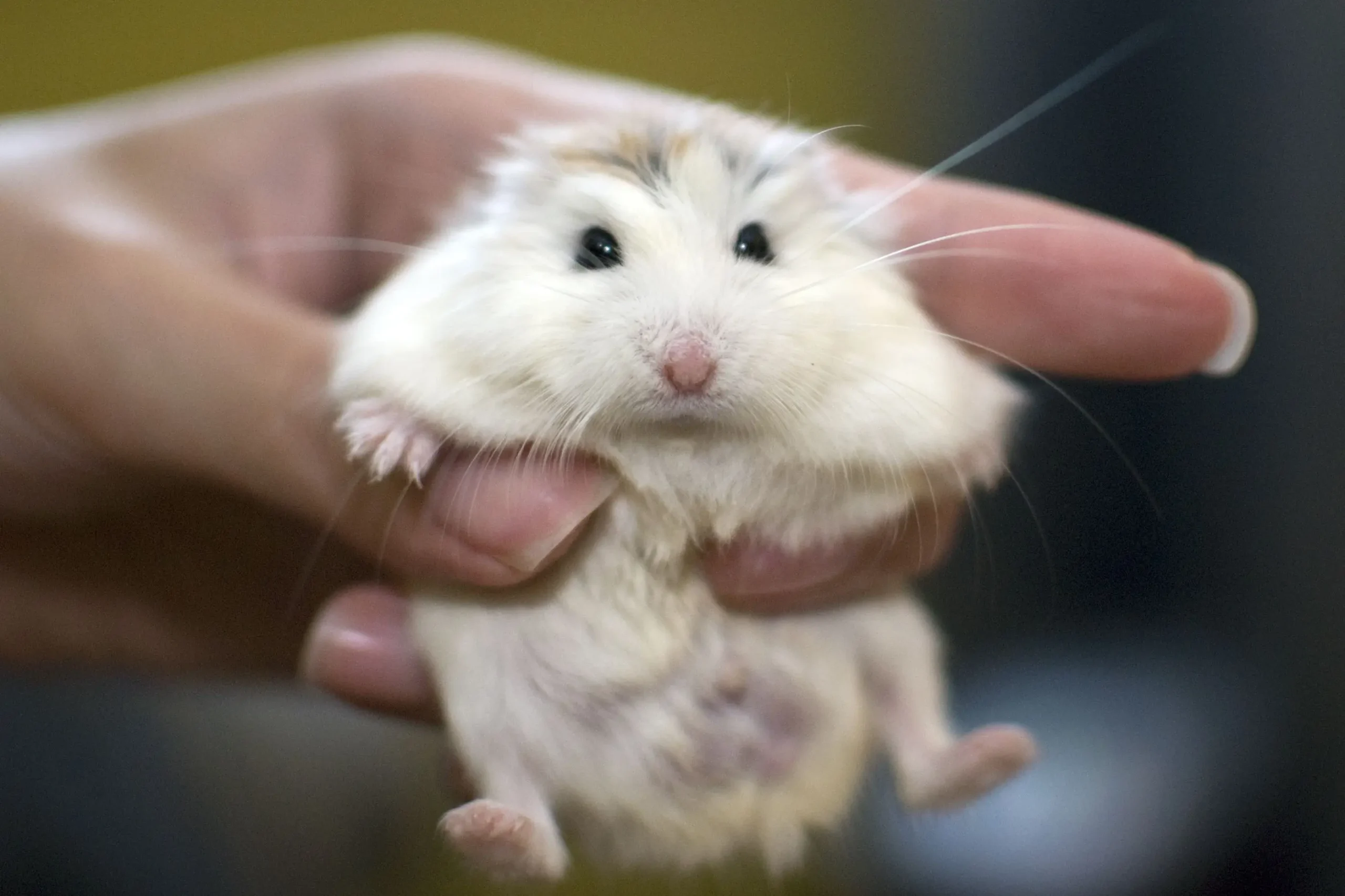 Roborovski Dwarf Hamsters