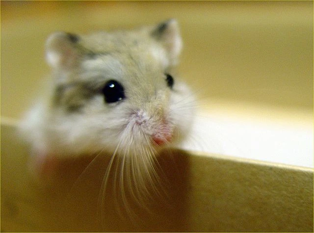 Everything You Need To Know About The Roborovski Hamster
