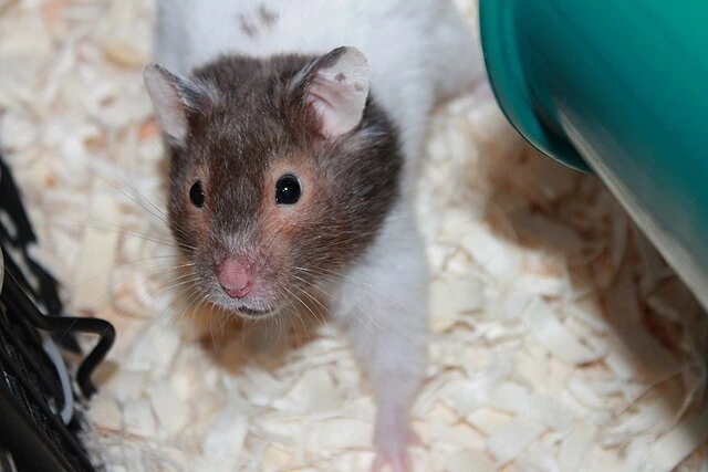 Curious Syrian Hamster