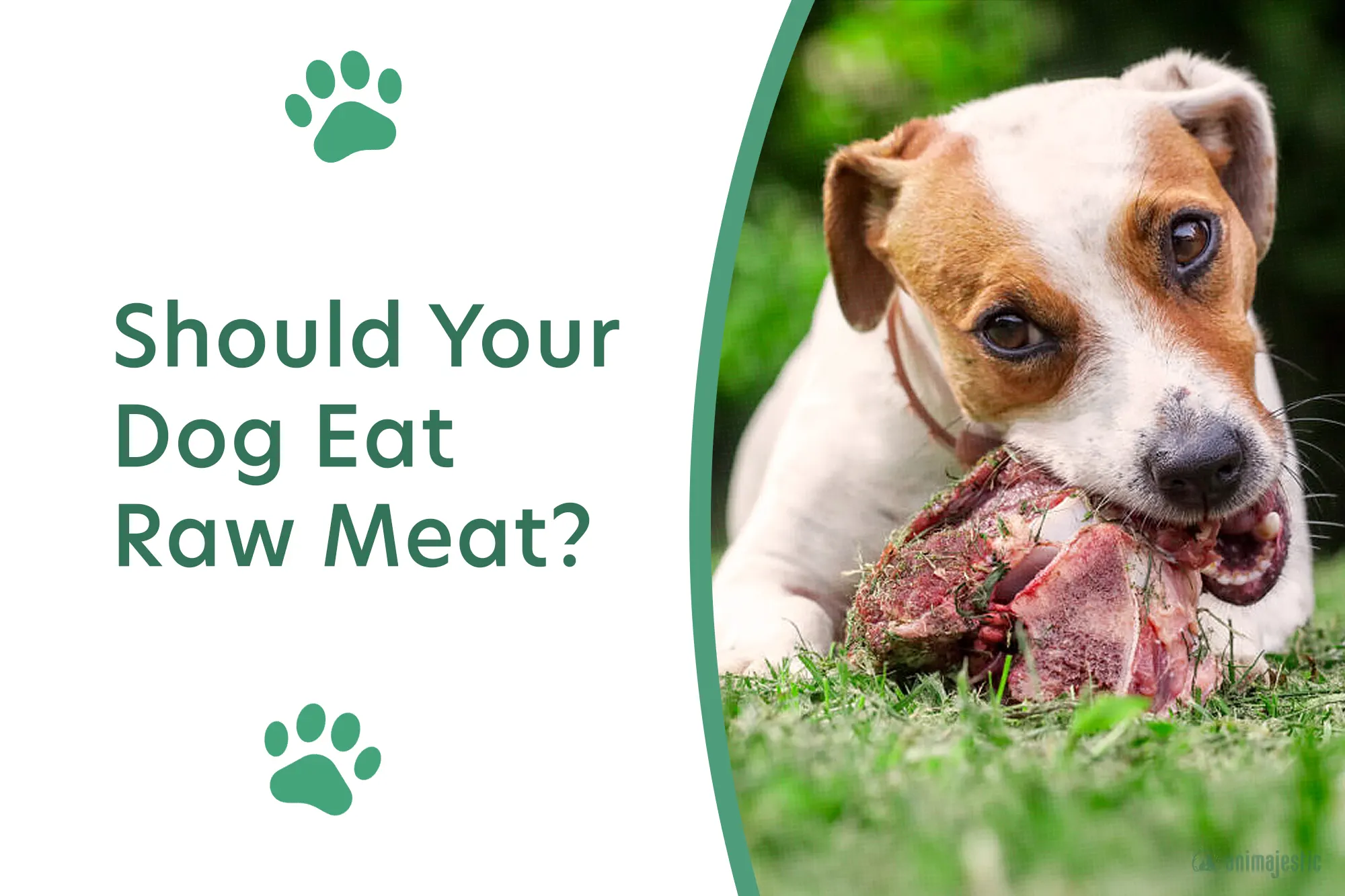 Should You Feed Your Dog Raw Meat? Let's Review!