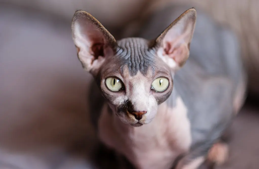 All About Sphynx Cats: Behavior, Personality, Diet, Lifestyle & More