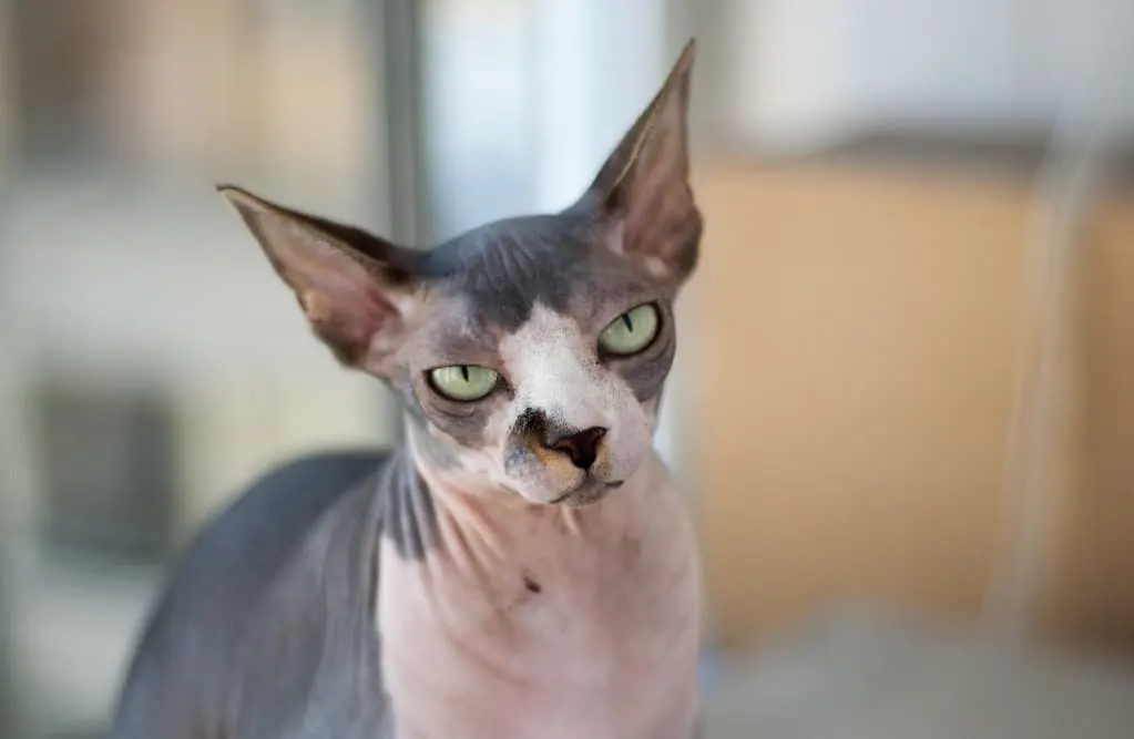 7. Sphynx Cats