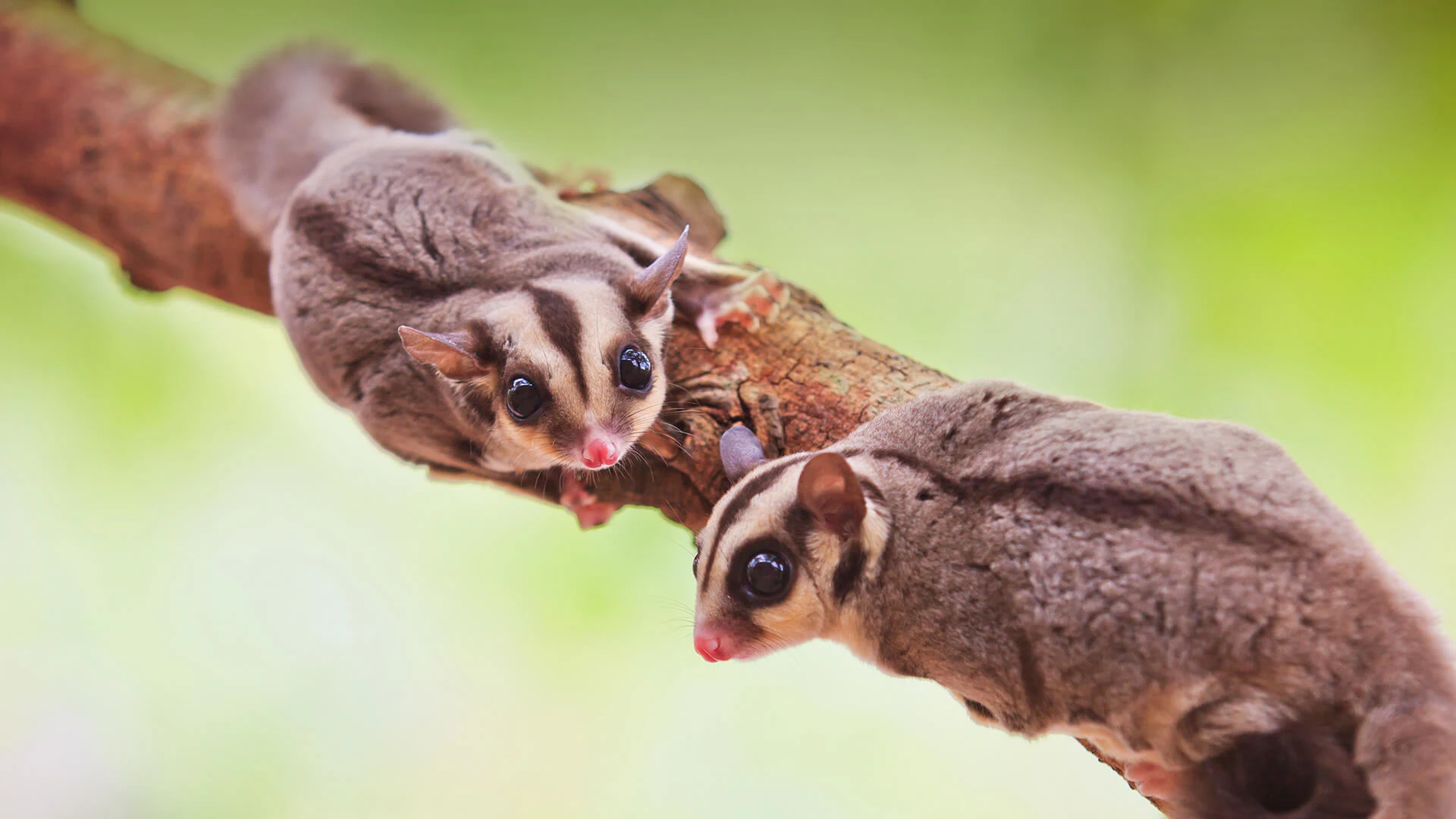 What Is A Sugar Glider Colony?