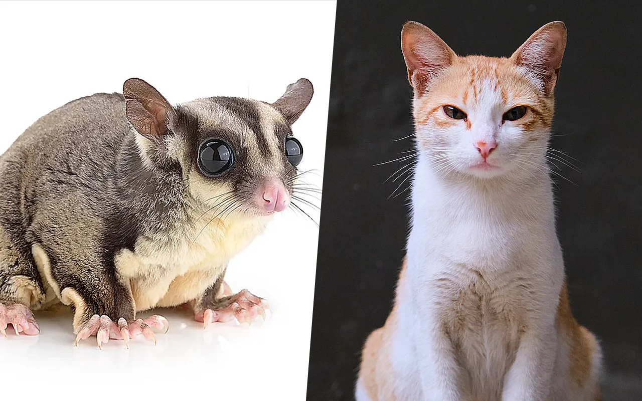 Should A Sugar Glider Live Together With A Cat?