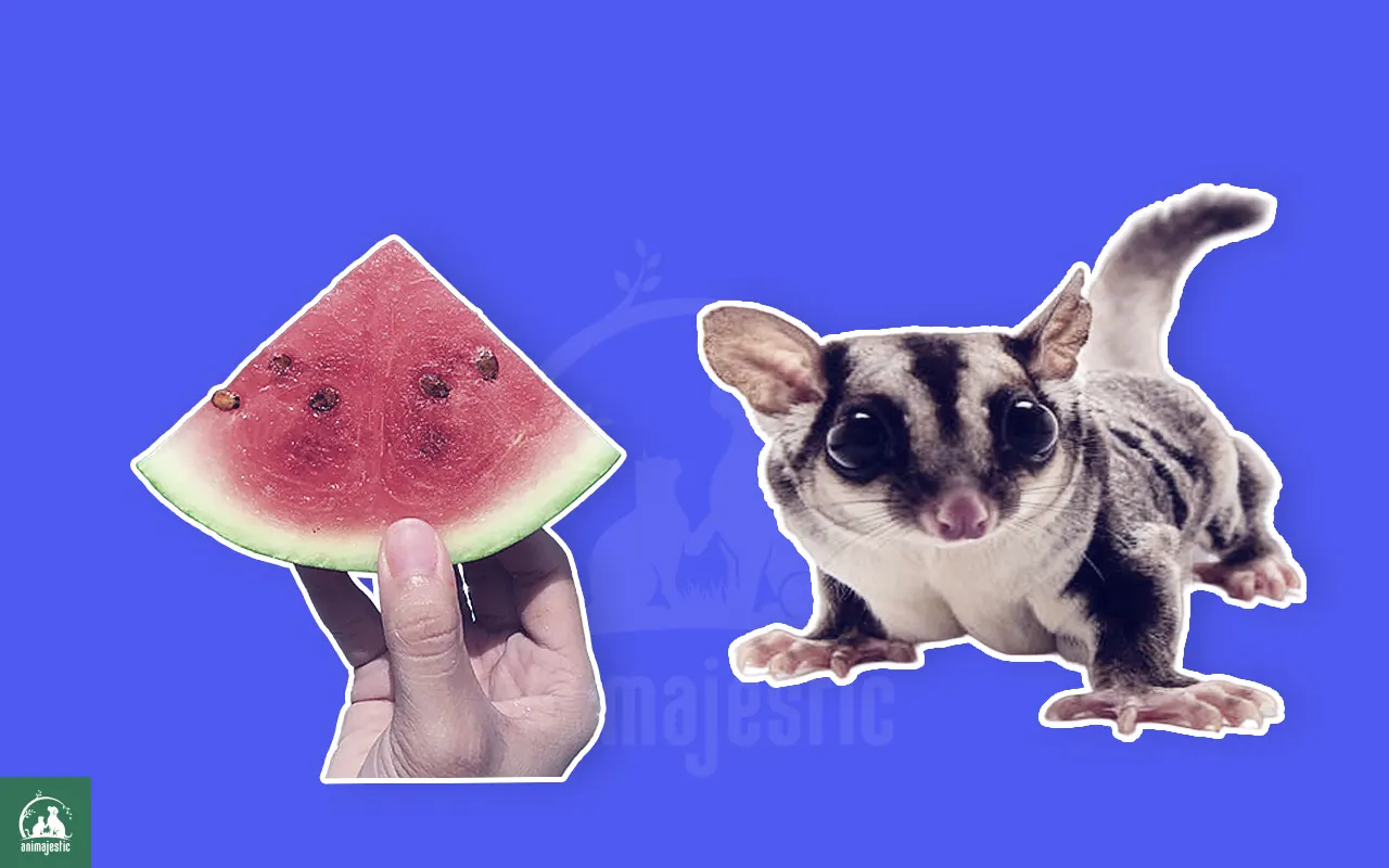 Can Baby Sugar Gliders Eat Watermelon?