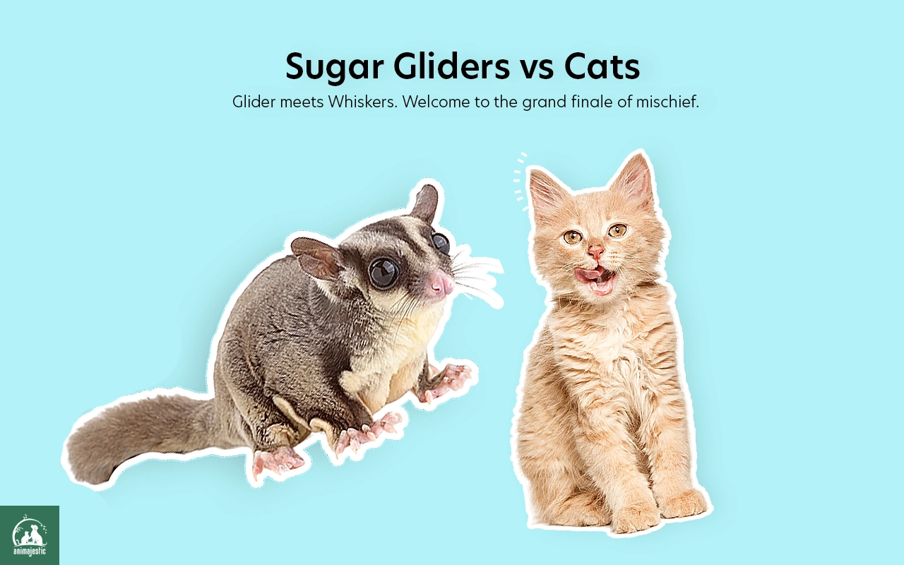 Should A Sugar Glider Live Together With A Cat?