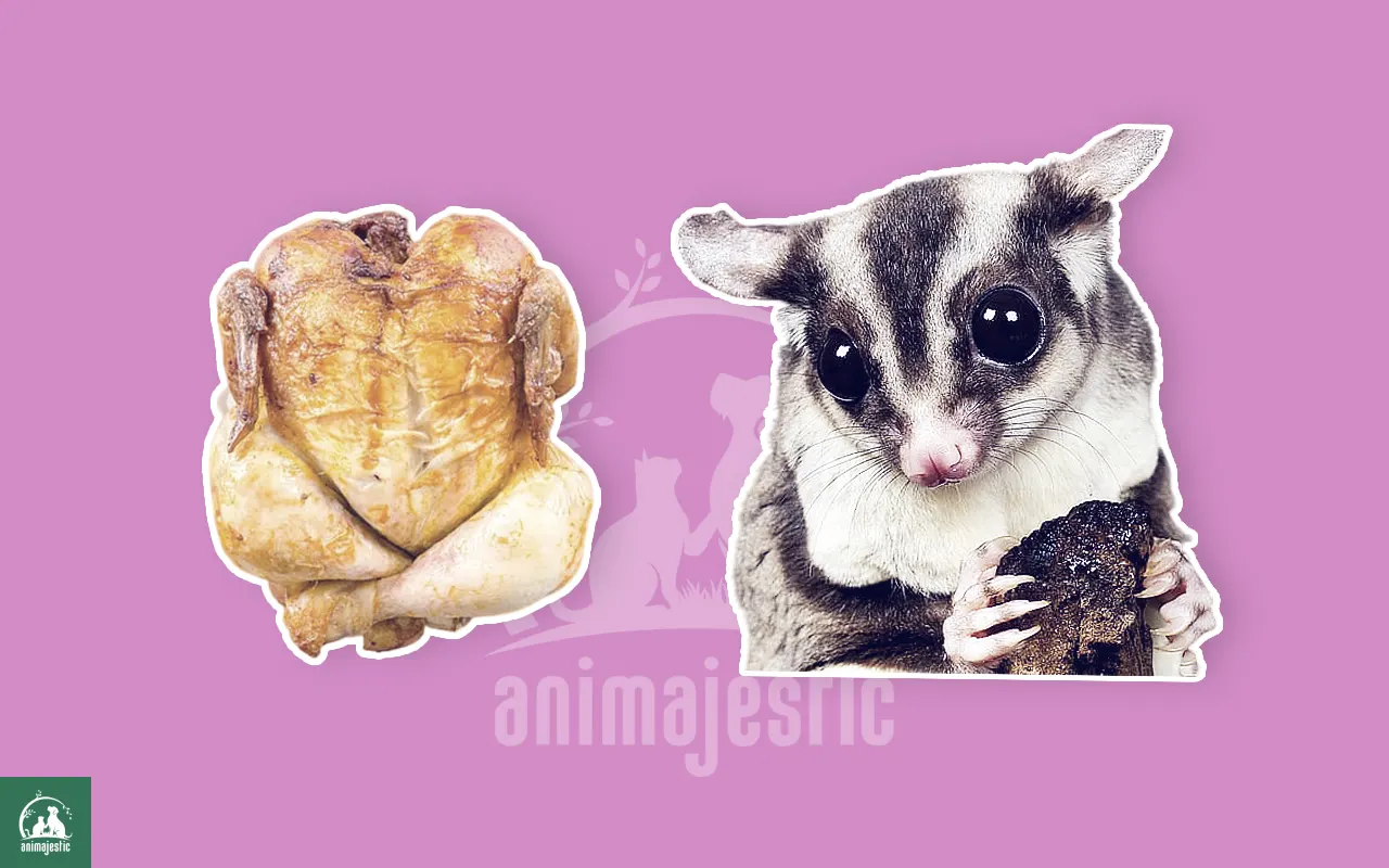 Can Sugar Gliders Eat Turkey?