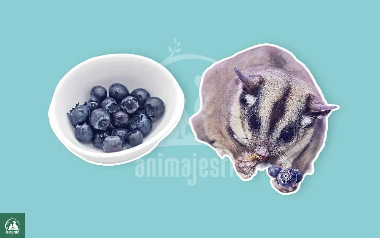 sugar gliders eat blueberries