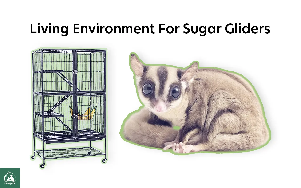 sugar glider, cage