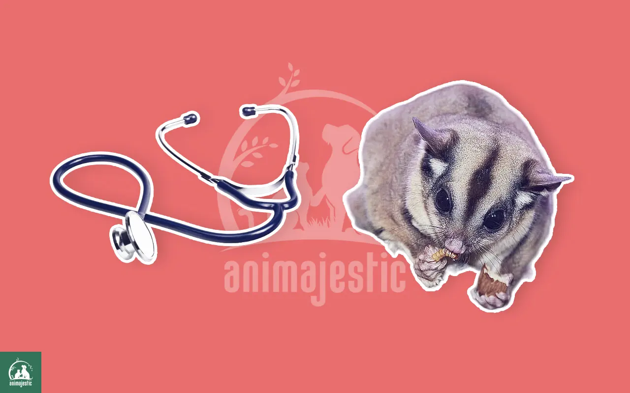 Health Issues in Sugar Gliders