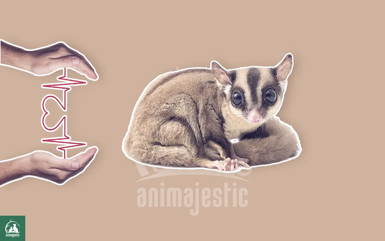 How long do sugar gliders live