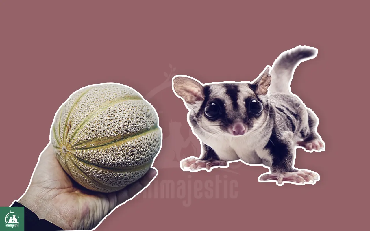Can Sugar Gliders Eat Melons
