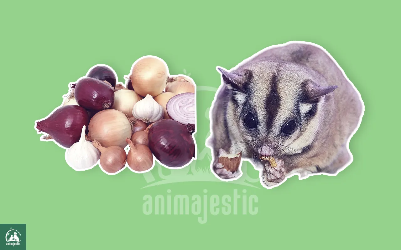 Can Sugar Gliders Eat Onions?
