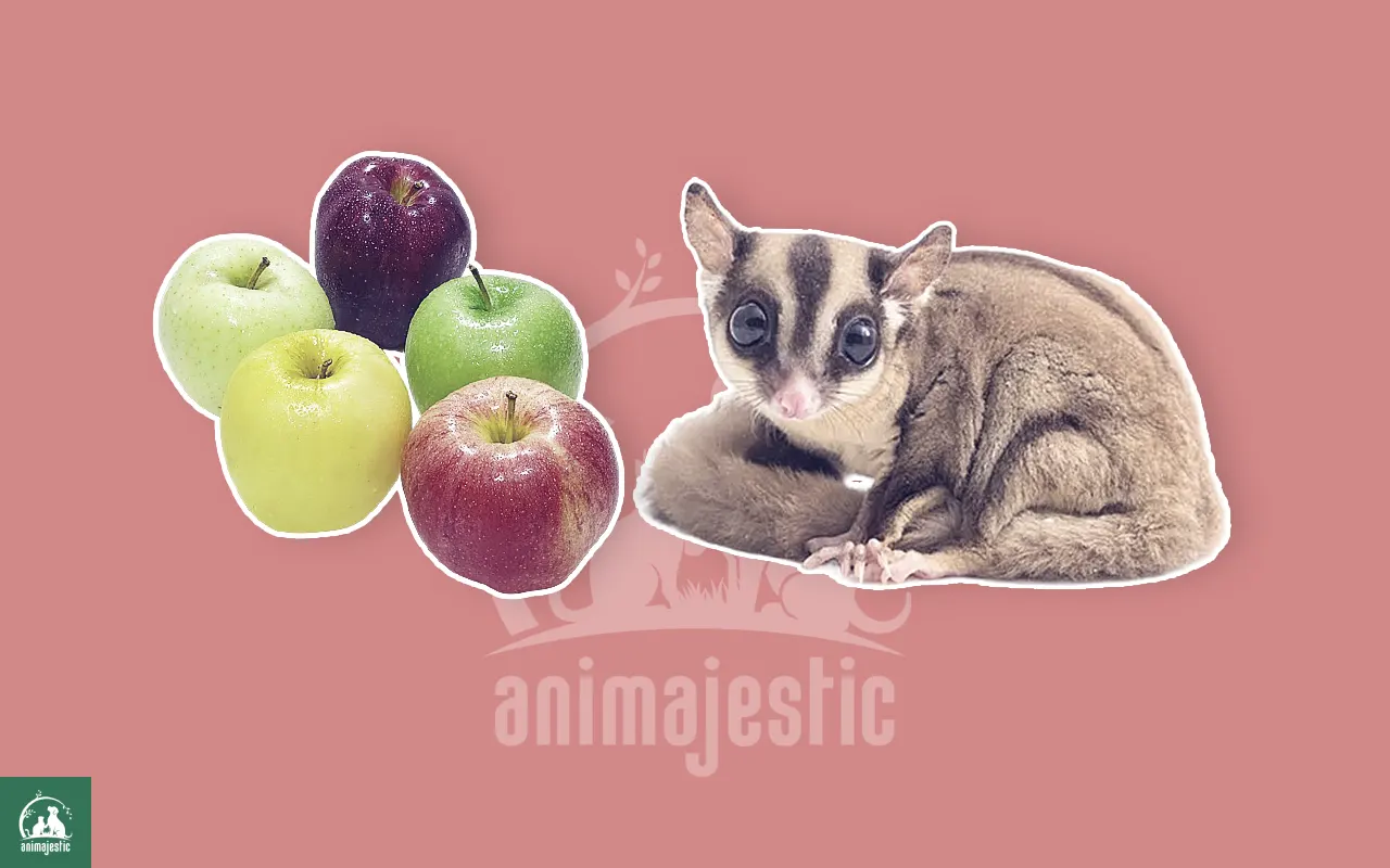 Can Sugar Gliders Eat Apples?