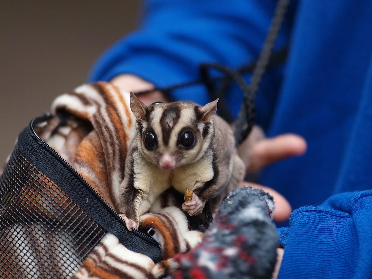 Sugar Glider Housing