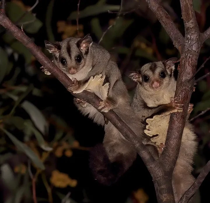 What Is A Sugar Glider Colony?