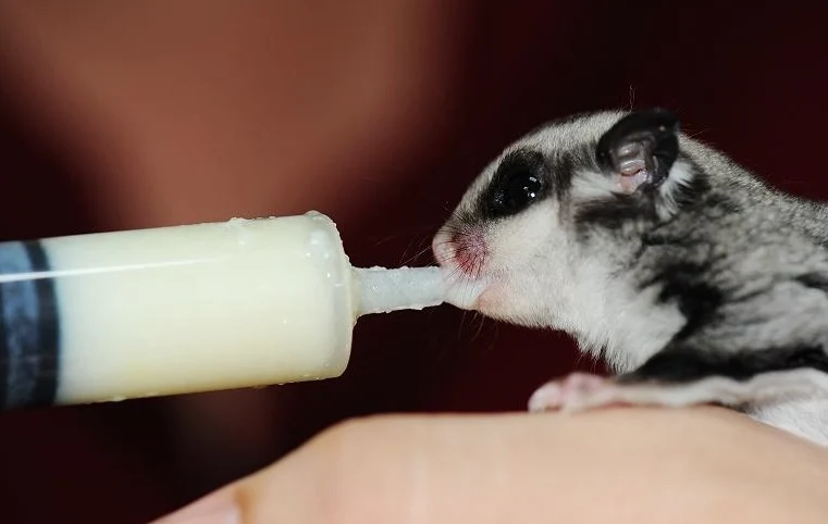 A sugar glider visit to the veternarian