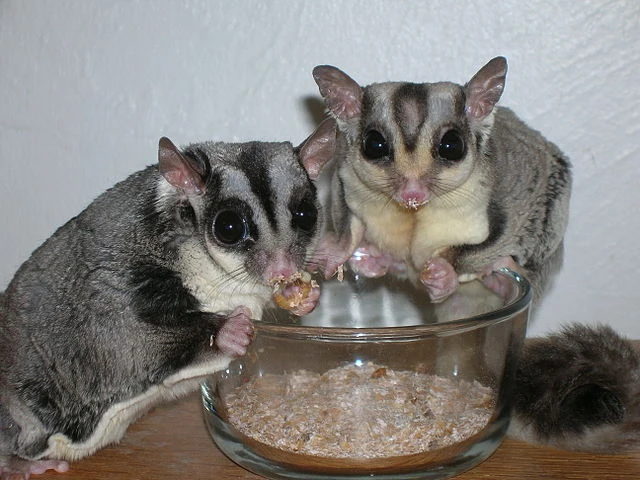 Sugar Gliders Eating Mealworms | How To Care For Your Sugar Glider