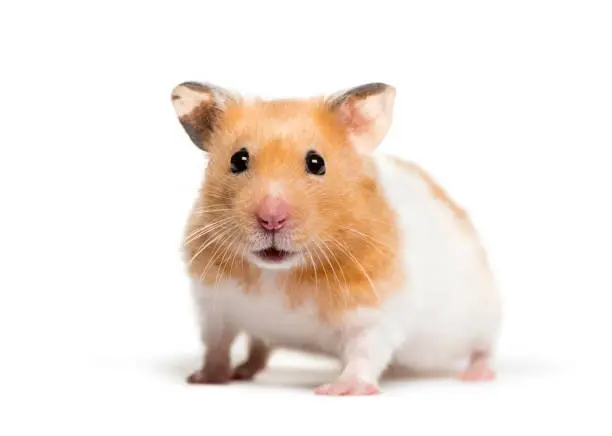 Syrian Hamster Breed