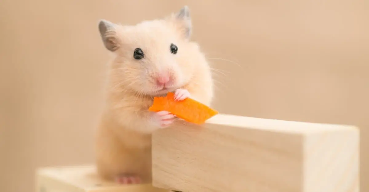 The Syrian Hamster