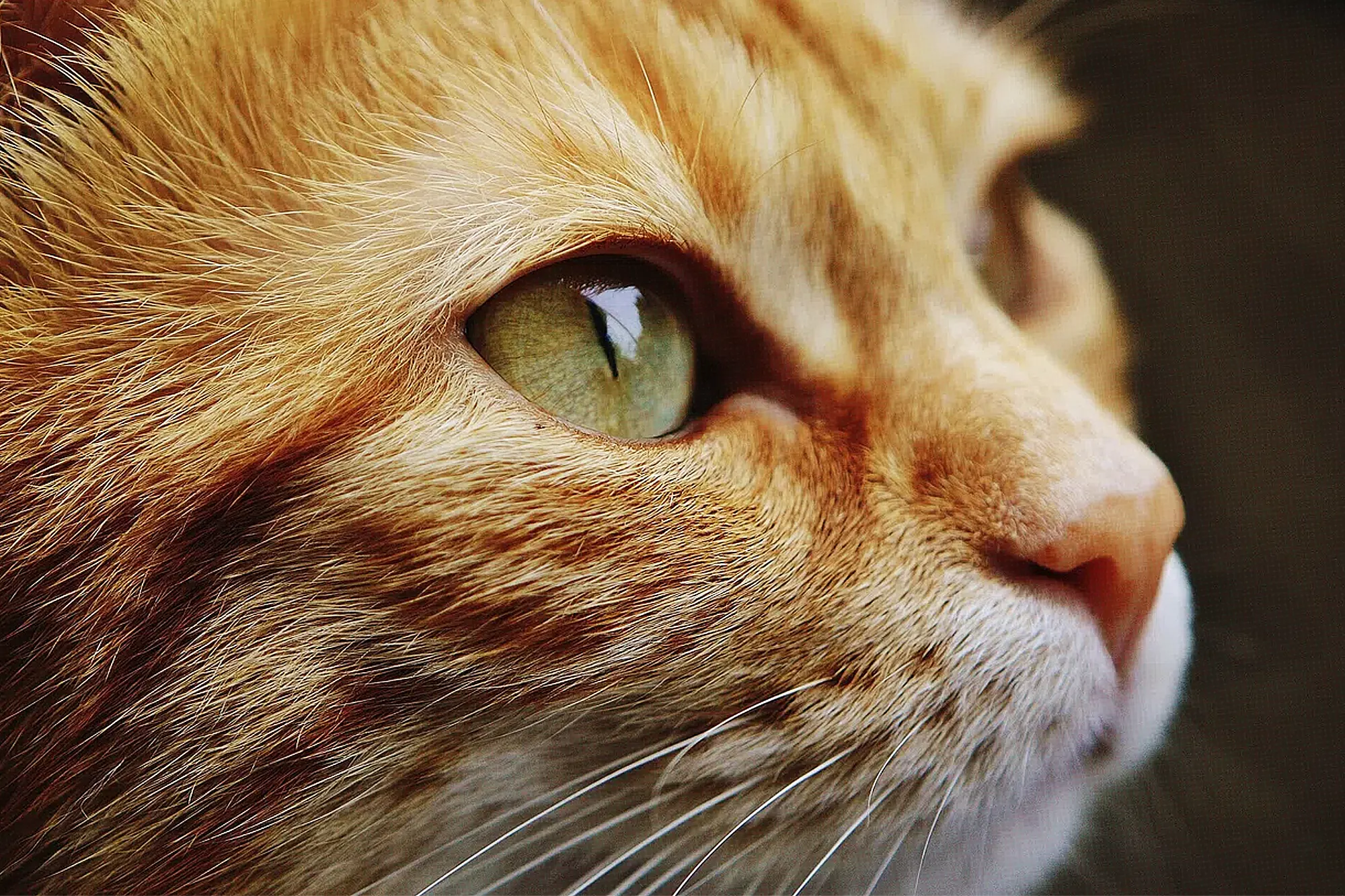 The American Shorthair Cat Profile — Behavior, Personality, Temperament & More
