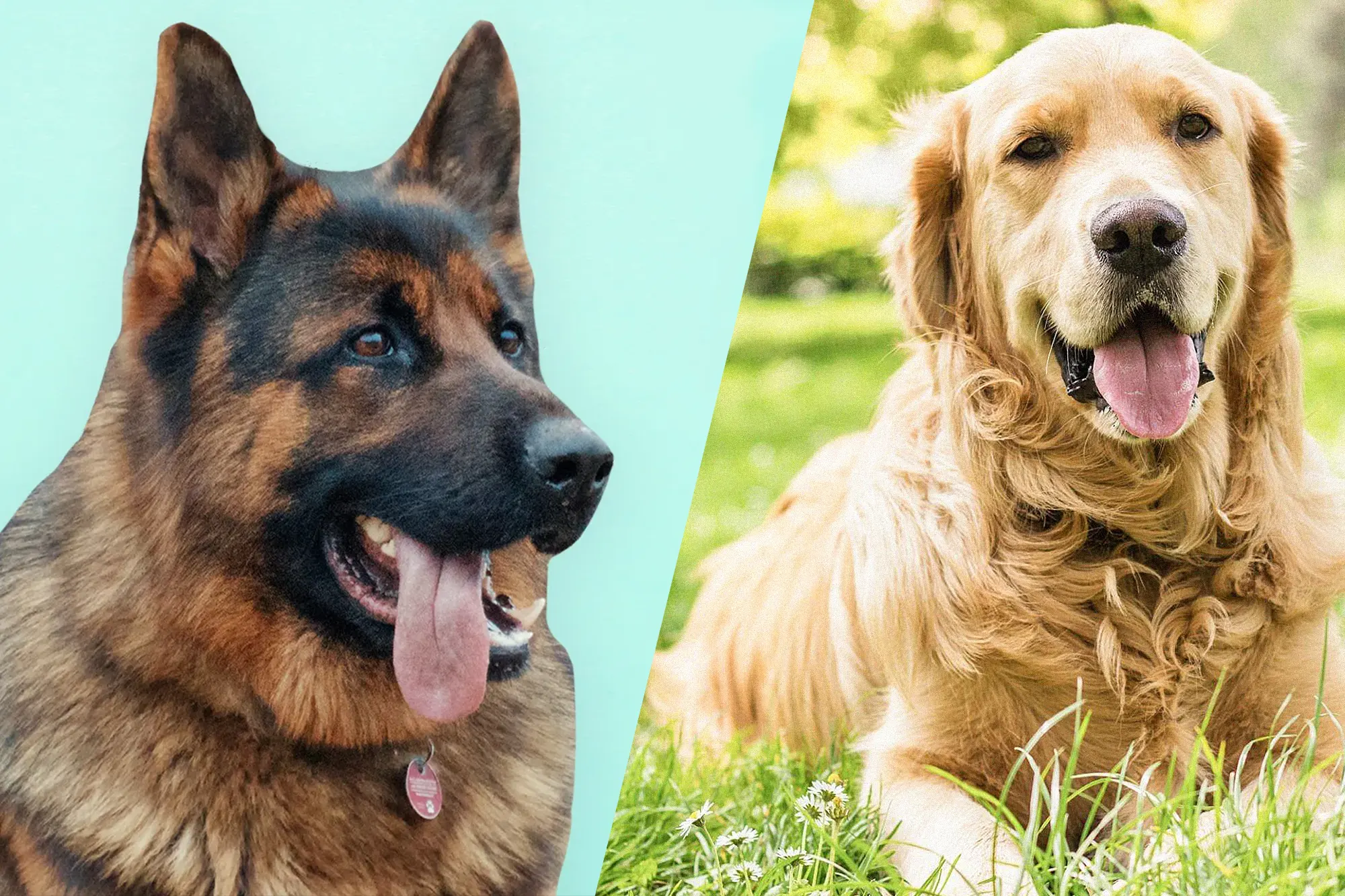 The Top 20 Dog Breeds Ranked