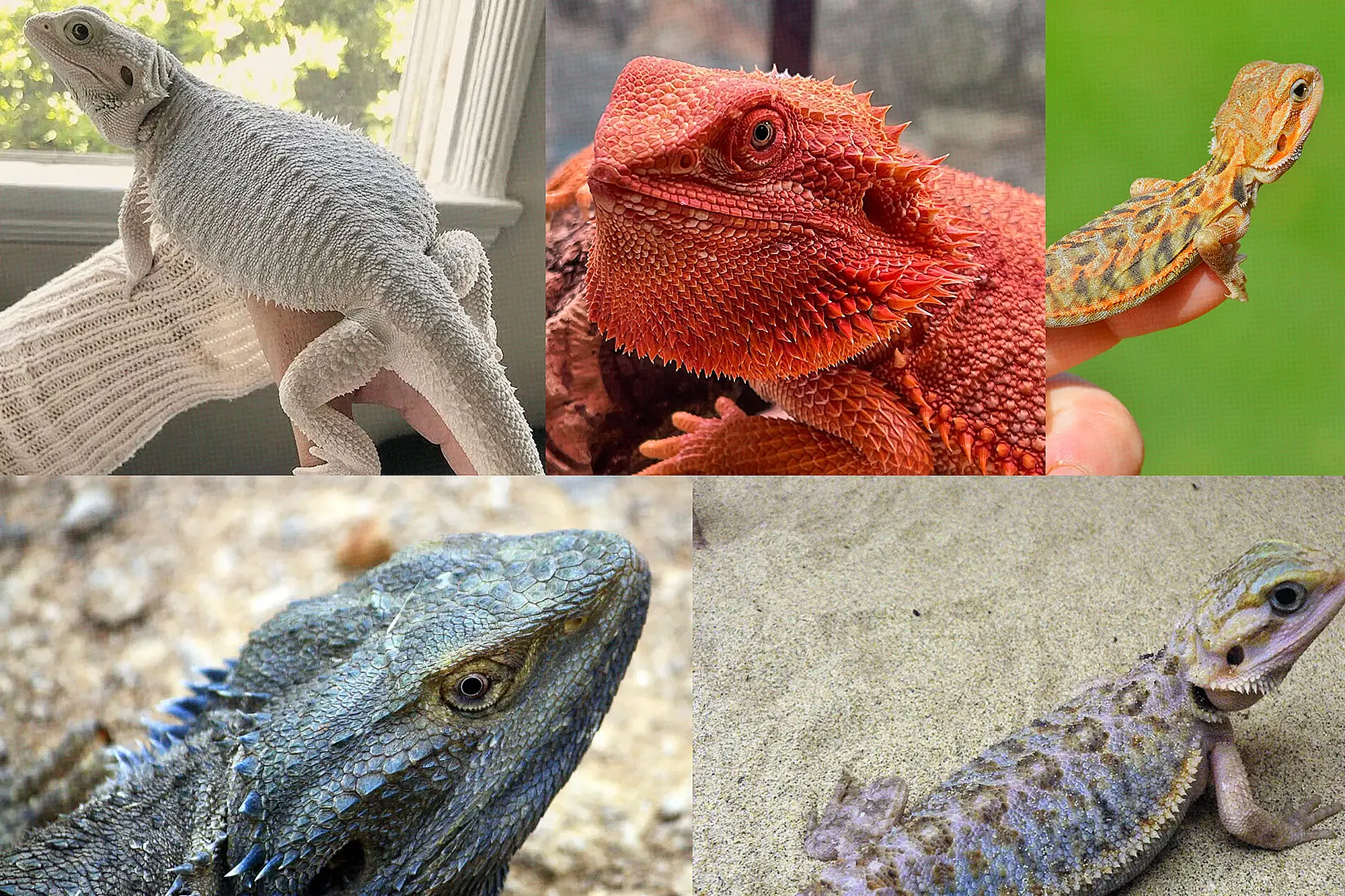 The Complete Bearded Dragon Spec Sheet: Species, Morphs & Colors