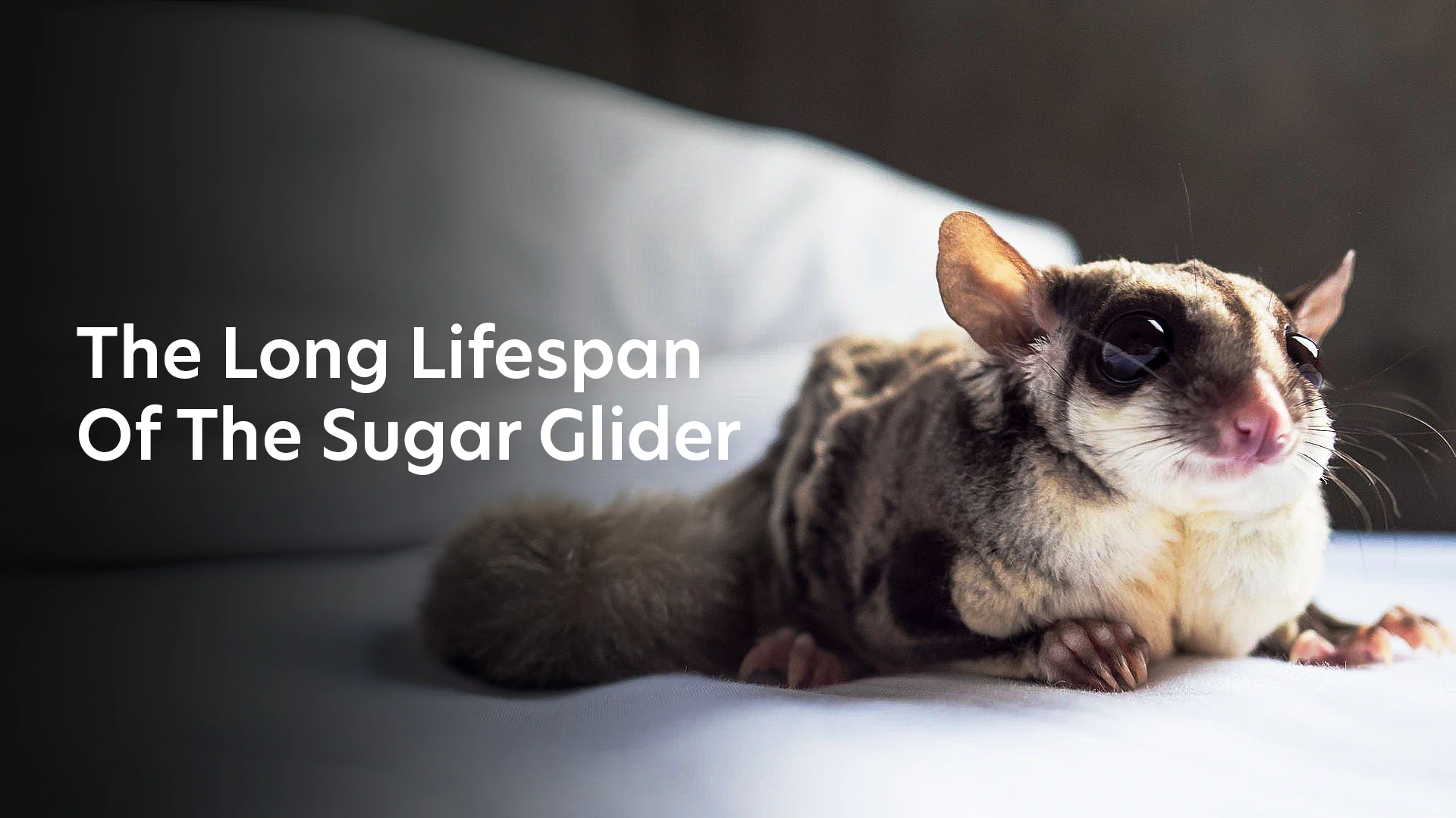 The Long Lifespan Of The Sugar Glider