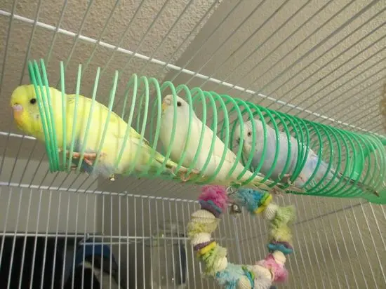 Toys for Parakeets
