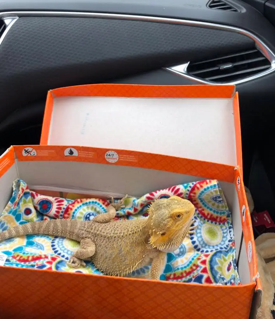 Travel with a Bearded Dragon