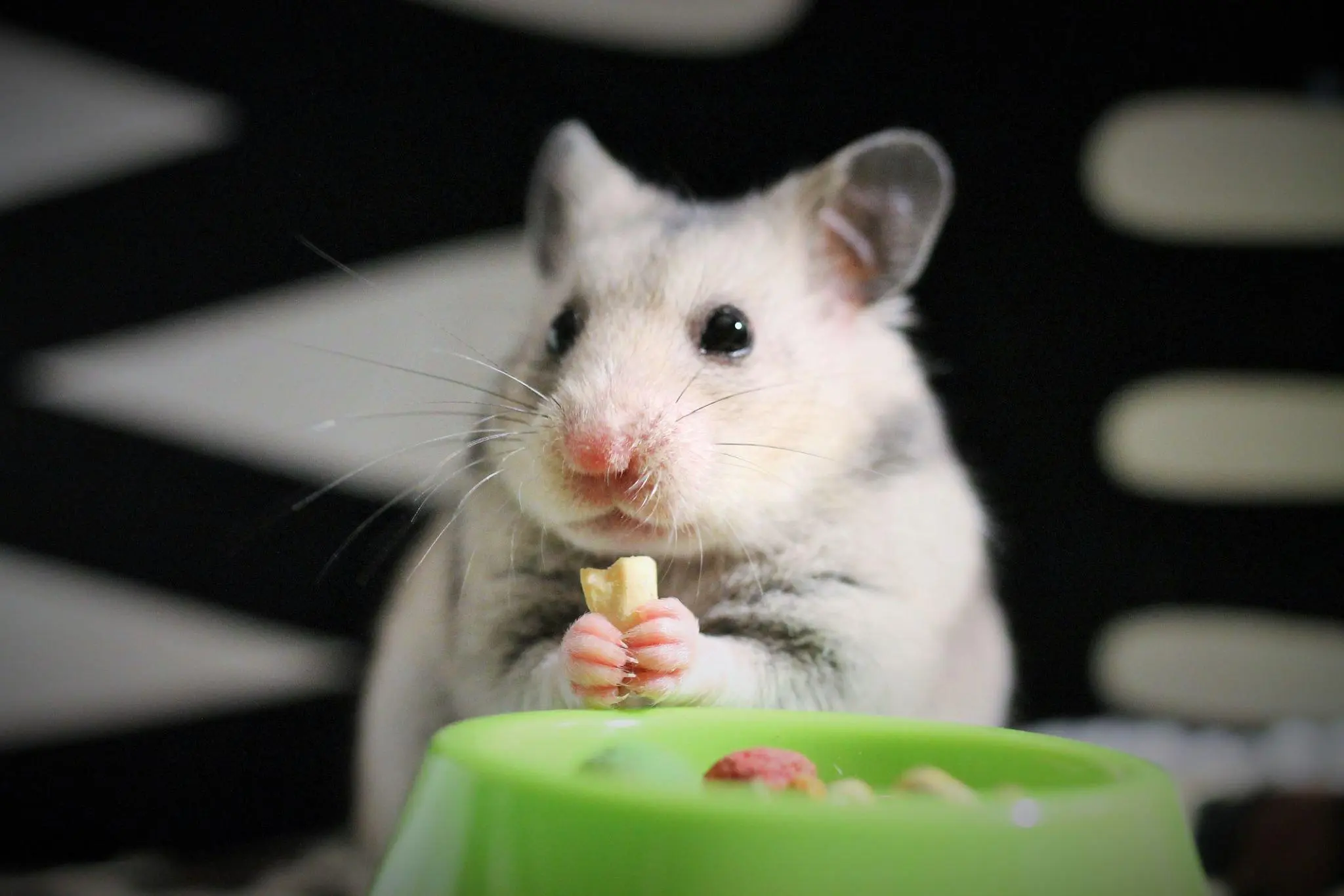 Vet approved foods for hamsters