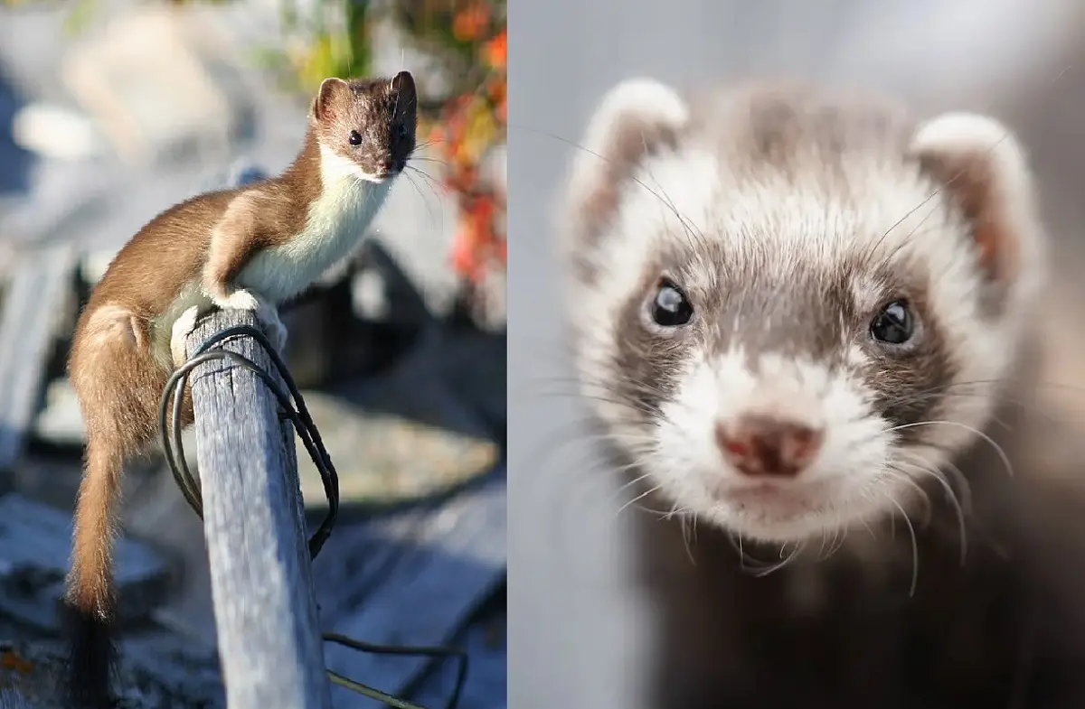 Weasel, Ferret weasels and ferrets