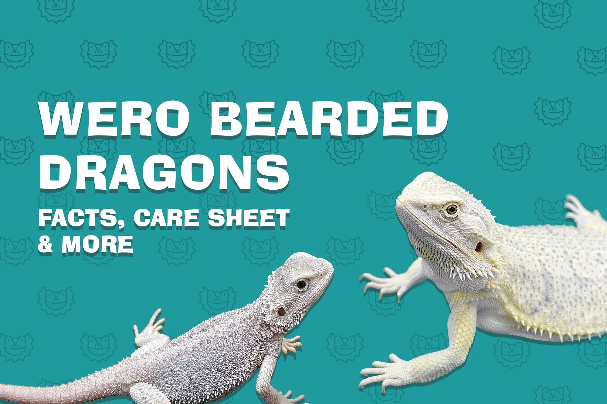 Wero Bearded Dragons: Characteristics, Traits, Care Sheet & FAQ