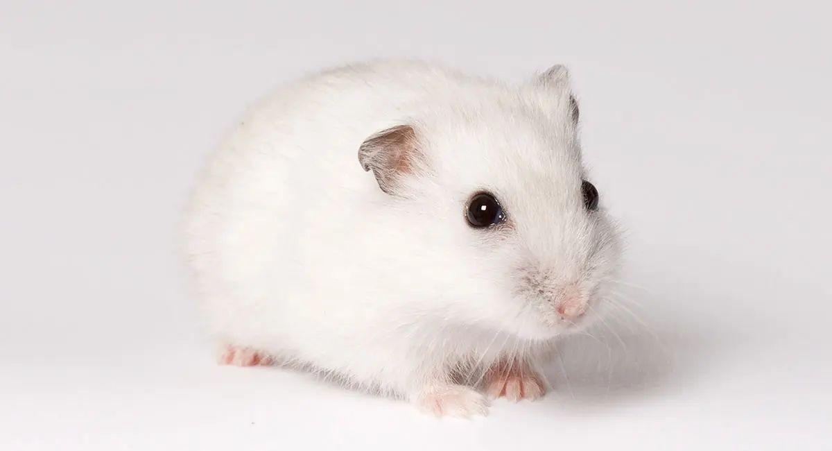 Winter White Dwarf Hamster Breed