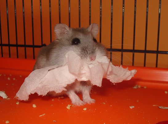 Winter white hamster stimulation