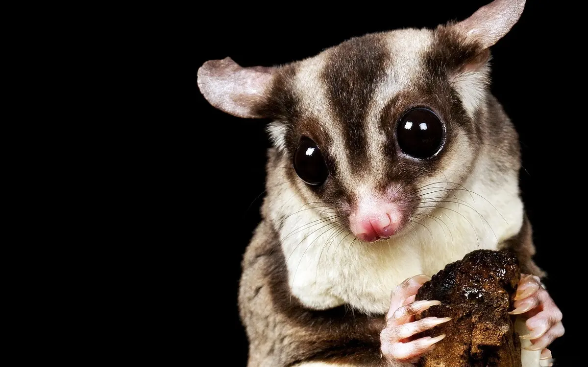 Sugar Gliders