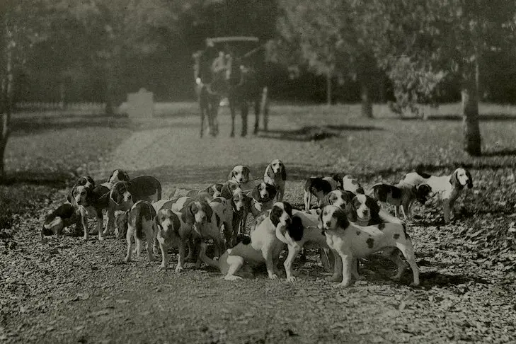 The History of Beagles