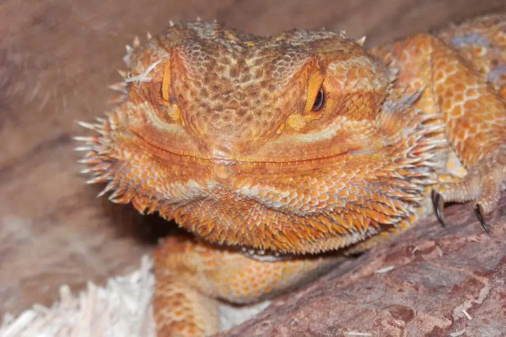 Bearded Dragon Body Language: Quirks, Traits, Behavior, Personality & More