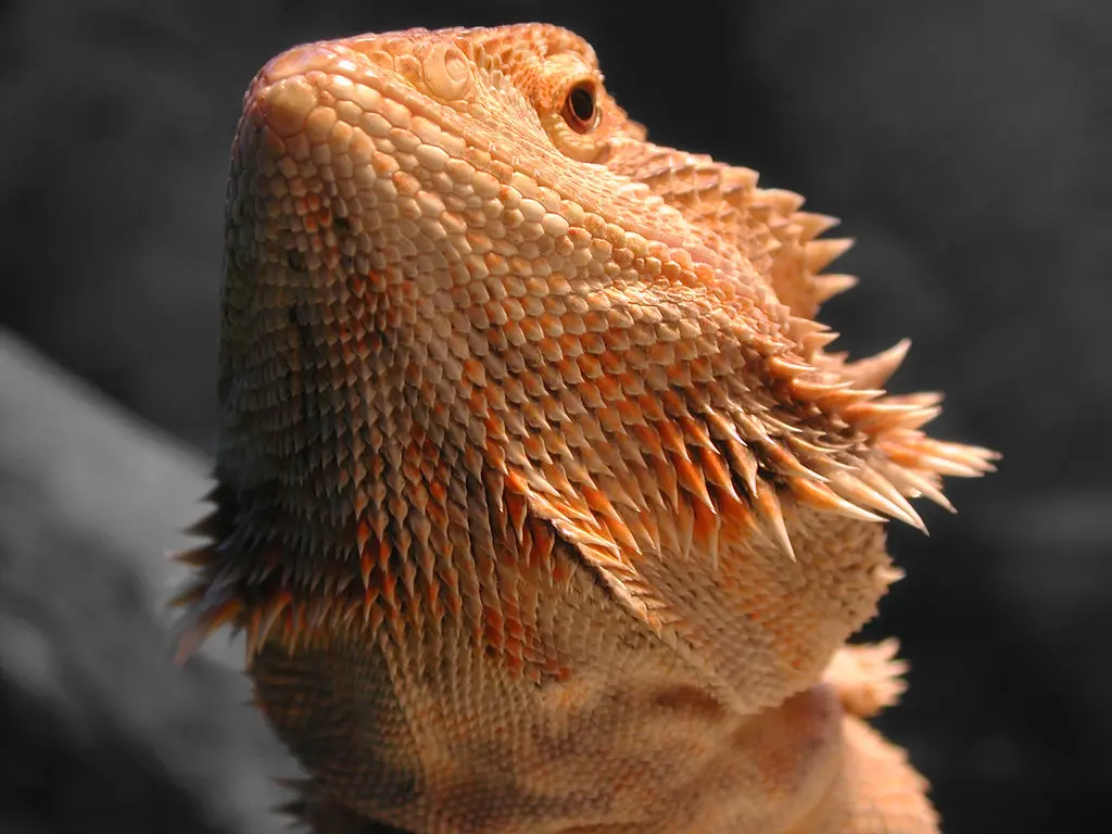 Why Adopt a Bearded Dragon?