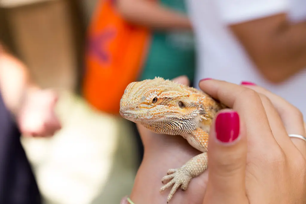 Grooming and Care For Bearded Dragons