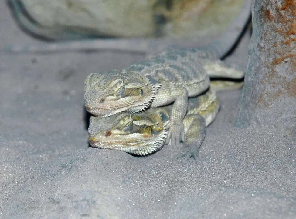 Timeline: When Does Brumation Occur?