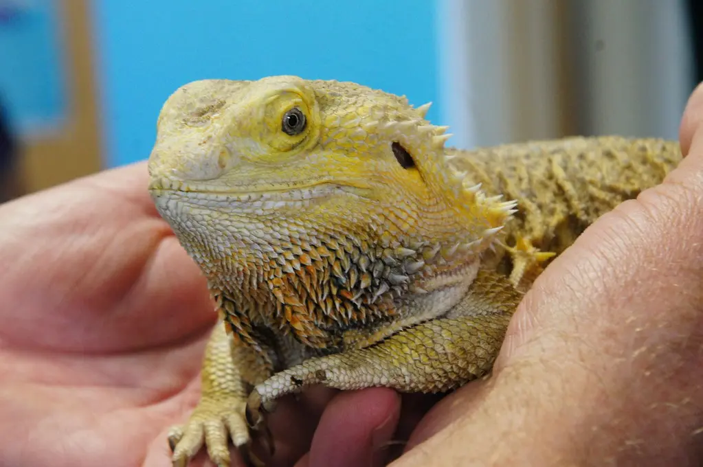 Requirements for Bearded Dragon Care: The Checklist