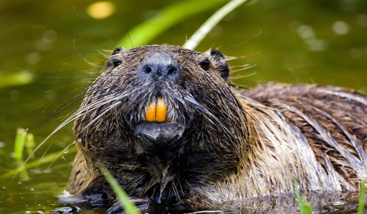 beavers as pets