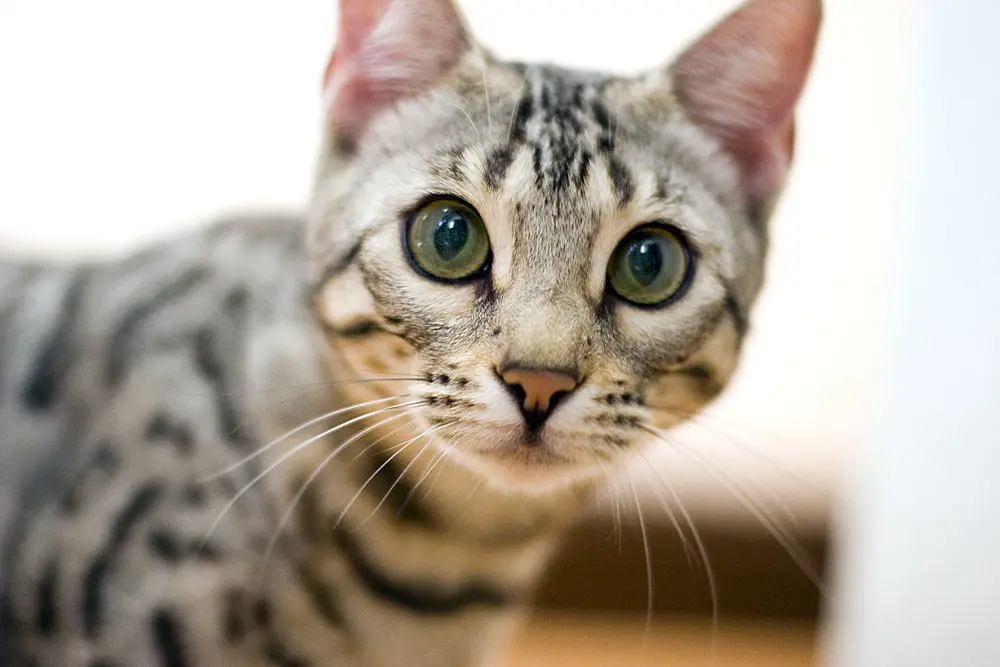 The beautiful Bengal cat, a popular breed desired for their distinctive markings and playful nature, has a unique appearance that sets them apart from any other domestic cats.