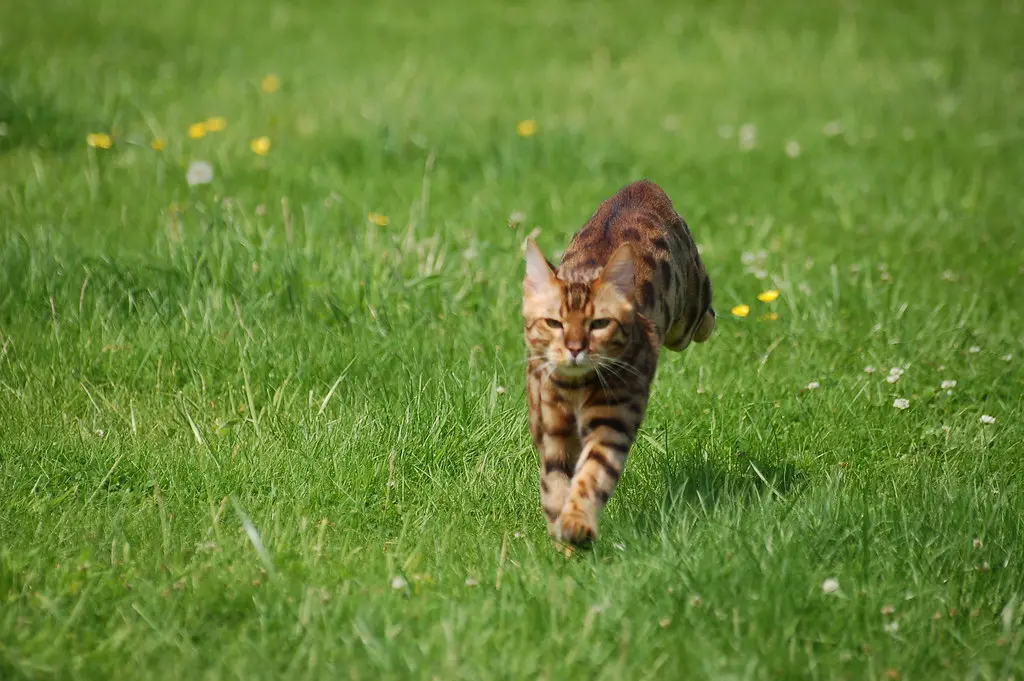The Bengal Cat has a reputation for being energetic, intelligent, and vocal, with a few quirks that set them apart from other cat breeds.