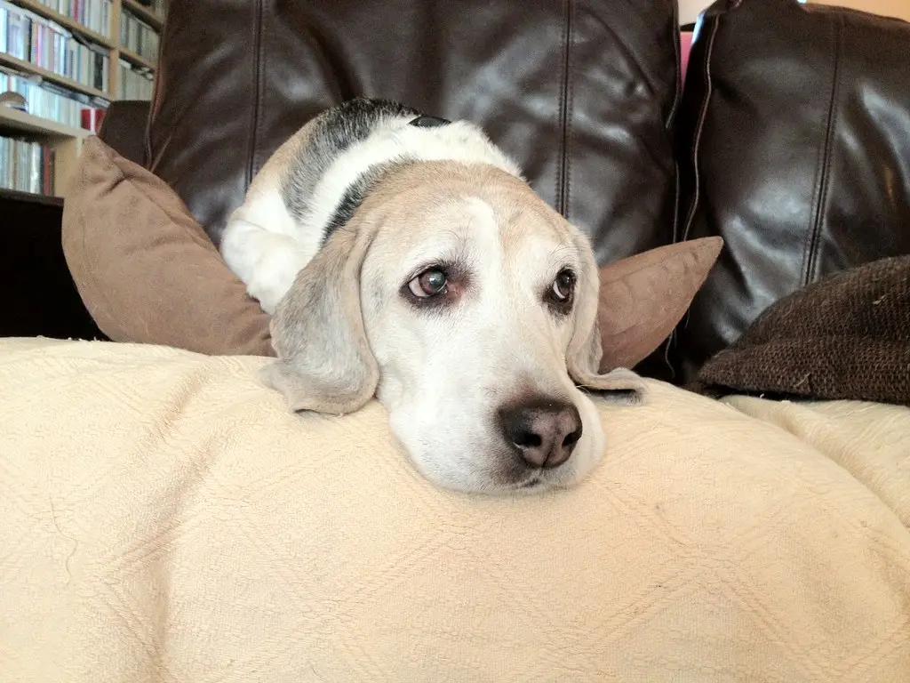 7. The Beagle