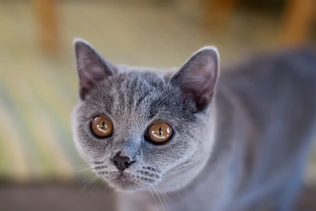 8. British Shorthair Cats